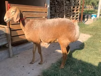 Ovelha, Arashan sheep — foto 1