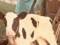 Vaca, Russian Black pied cattle — foto 3