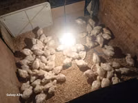 Chickens — Foto 2