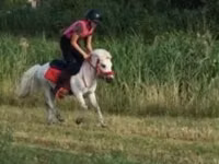 公马, Shetland Pony — 照片 7