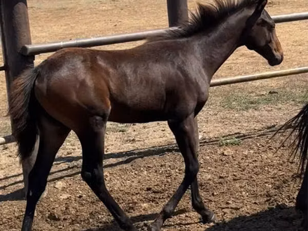 Stute, Thoroughbred horse