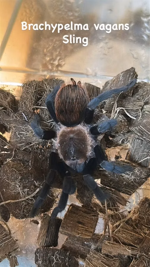 Məhsul: Seçmə tarantula balaları (sling) Növlər: - Brachypelma vagans