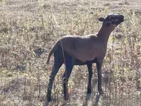 Ovelha, Cameroon sheep — foto 3