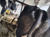 İnək, Russian Black pied cattle — foto 2