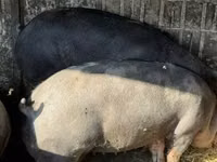 母猪, Pigs — 照片 4