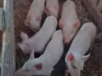 母猪, Pigs — 照片 3
