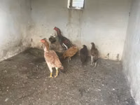 Chickens — Foto 2