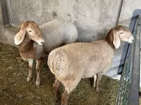 母羊, Arashan sheep — 照片 6