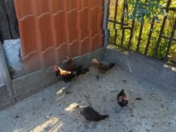 Датская несушка