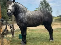 公马, Horses — 照片 3