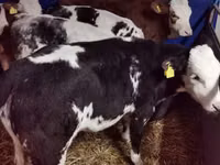Bou, Simmental cattle — foto 4