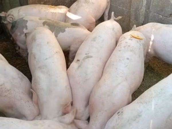 Eber, Schweine