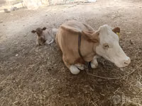 母牛, Simmental cattle — 照片 3
