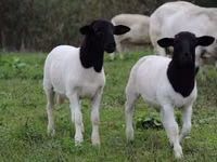 Sheep (batch, sex not specified), Dorper sheep — photo 4