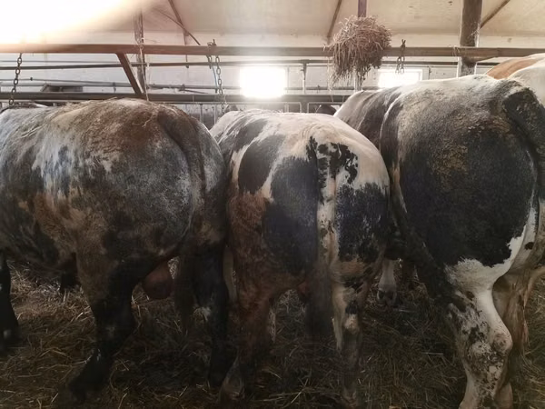 牛只（批次，未指定性别）, Simmental cattle