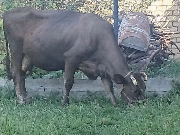 गाय, Swiss cattle