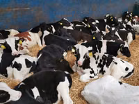 Bovine (lot, sex nespecificat), Simmental cattle — foto 6