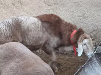 Widder, Rhon sheep — Foto 3