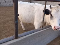 母牛, Holstein breed — 照片 4
