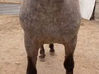 Aygʻir, Appaloosa — 4-rasm