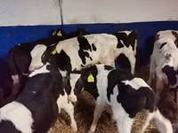 Buqa, Russian Black pied cattle — 5-rasm