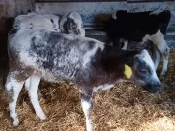 Bull, Belgian Blue