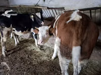 Vaca, Russian Black pied cattle — foto 7
