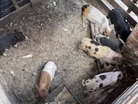 Säue, Schweine — Foto 8