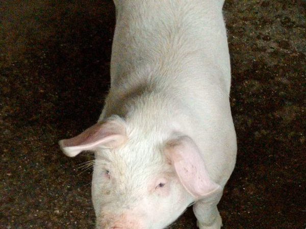 公猪, Pigs
