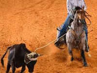 Yegua, Quarter Horse — foto 7