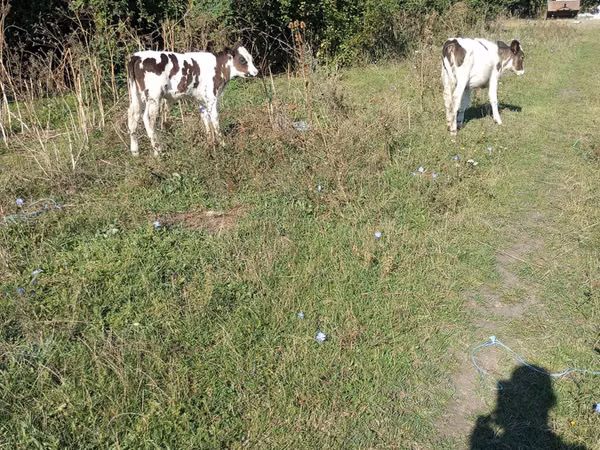 Bulle, Rinder
