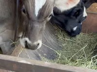 Taureau, Race Alatauskaya — photo 1
