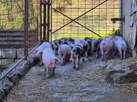 Eber, Schweine — Foto 3