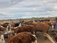 Vacă, Aberdeen-Angus — foto 4