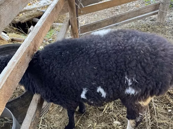 公羊, Sheep