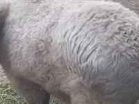 Schaf, Schafe — Foto 4