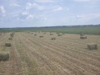 Lucernă — Foto 2