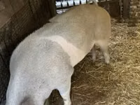 Säue, Schweine — Foto 3