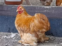 Pékin Bantam — photo 1