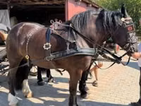 Aygʻir, Hungarian horse breed — 2-rasm