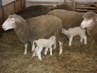 Berbec, Dorset horn sheep — foto 3