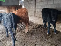 Toro, Simmental cattle — foto 6