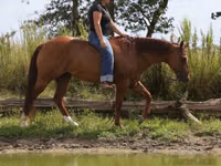 Horse (M), Quarter Horse — photo 4