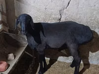 Berbec, Hissar sheep — foto 1