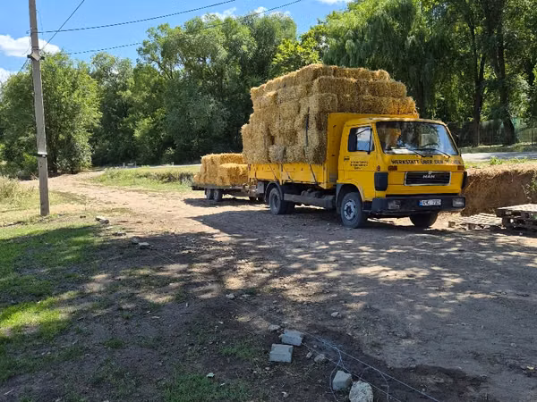 Солома ячменя.