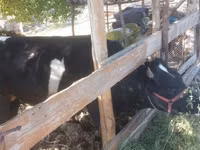 公牛, Cattle — 照片 5