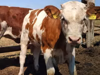 Bulle, Holstein-Rasse — Foto 1
