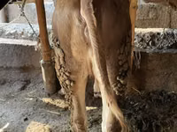 Buğa, Simmental cattle — foto 4