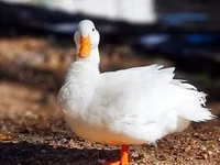 Агидель — сүрөт 7