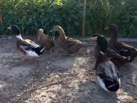 Ducks — 2-rasm